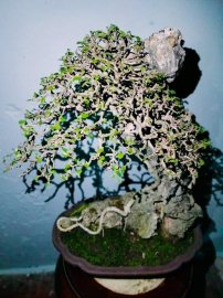 Tuyệt phẩm duối lá zí ký đá