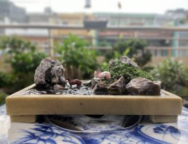 Ngắm chút tiểu cảnh nho nhỏ