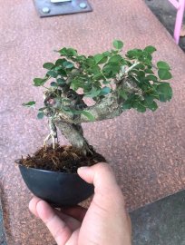 Trắc dây