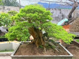 Cây Xương Cá của ông anh gần nhà chia sẻ ae