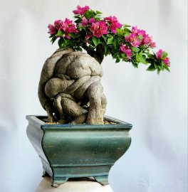 Hoa giấy bonsai mini cây già siêng hoa