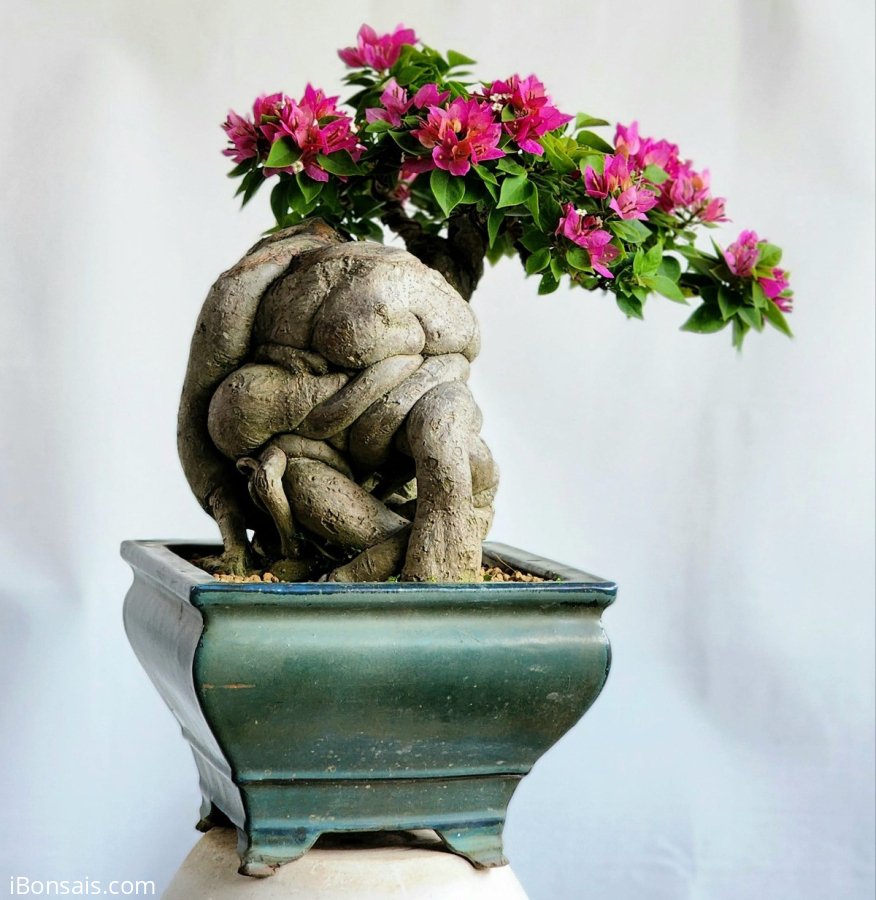 Hoa giấy bonsai mini cây già siêng hoa