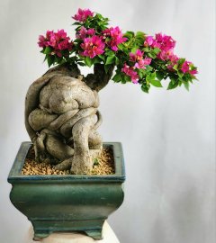 Hoa giấy bonsai mini cây già siêng hoa