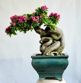Hoa giấy bonsai mini cây già siêng hoa