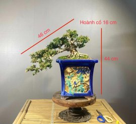 Sam Trái già chát thanh lý 5 cây giá mềm