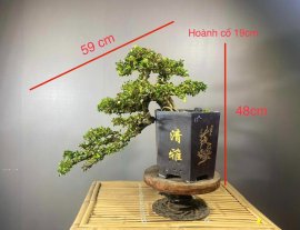 Sam Trái già chát thanh lý 5 cây giá mềm