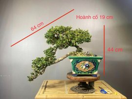 Sam Trái già chát thanh lý 5 cây giá mềm