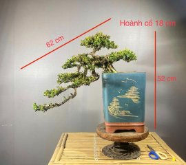 Sam Trái già chát thanh lý 5 cây giá mềm