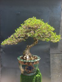 Tác phẩm linh sam sông hinh rin