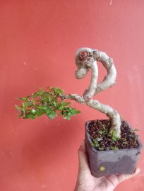 Sam hương Indo