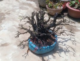 Cẩm thị...
