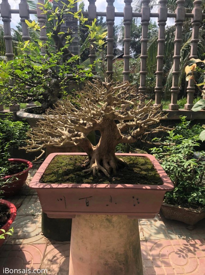 Sam hương cốt cành đùi to