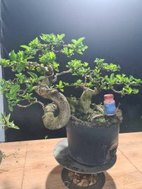 Sam hương rin lắc quái