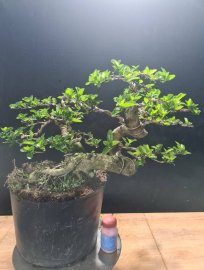 Sam hương rin lắc quái