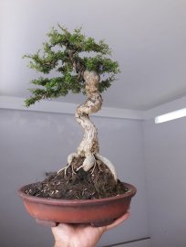 Linh Sam 86 zin Dáng Văn Nhân...