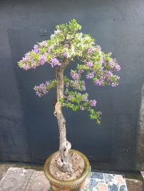 Linh sam hai sắc mầu