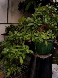Đào Tiên Bồng, giá khởi điểm chỉ 19 triệu