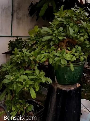 Đào Tiên Bồng, giá khởi điểm chỉ 19 triệu
