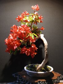 Hoa giấy đỏ bonsai