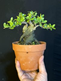 Hải châu sông cầu lá nhỏ cây tương lai ngời ngời