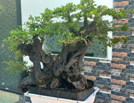 Cẩm thị bệ khủng, quái đẹp
