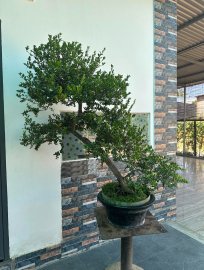 Hải châu sông cầu