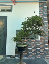 Hải châu sông cầu