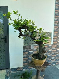 Cẩm thị