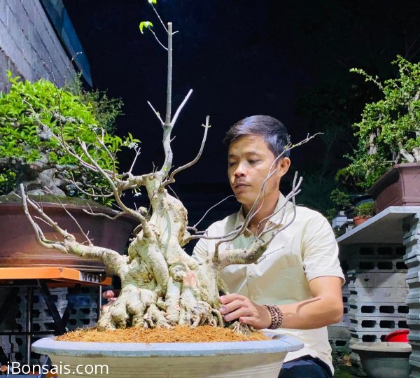 Mai Chiếu Thuỷ
