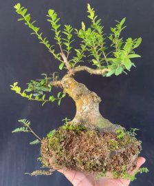 Trực, hải châu sông cầu!