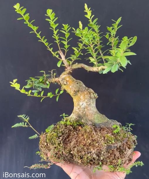 Trực, hải châu sông cầu!