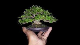 Mai chiếu thủy mini