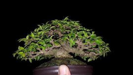 Mai chiếu thủy mini