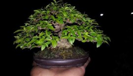 Mai chiếu thủy mini