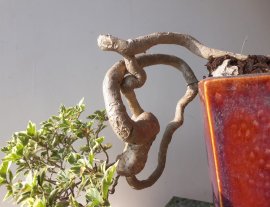 Hoa Giấy dáng đổ bay...