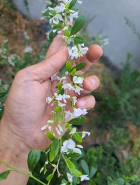 Linh sam bông trắng rin giao lưu anh em.