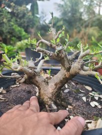 Linh sam bông trắng rin giao lưu anh em.