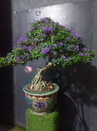 Giao lưu với ace