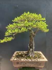 Giao lưu với ace