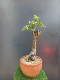 Giao lưu với ae