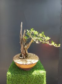 Giao lưu ae