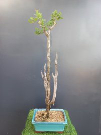 Giao lưu với ae