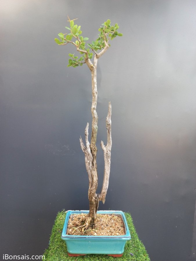 Giao lưu với ae