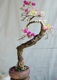 Hoa giấy ta