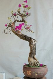 Hoa giấy ta