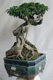 Sanh quê Bình Định