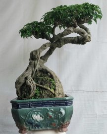 Sanh quê Bình Định