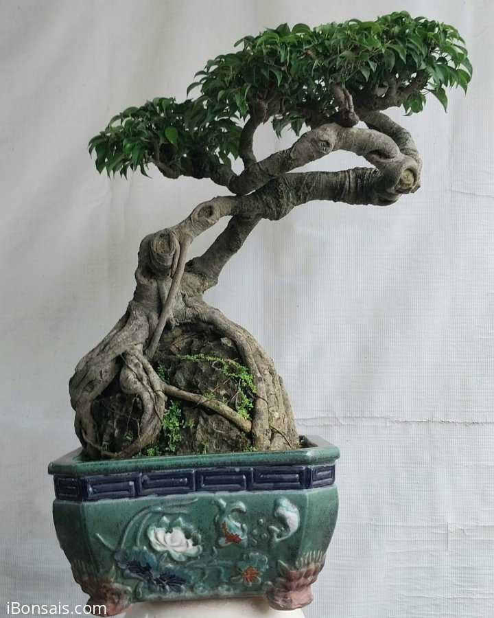 Sanh quê Bình Định