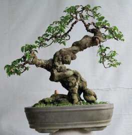 Khế gân
