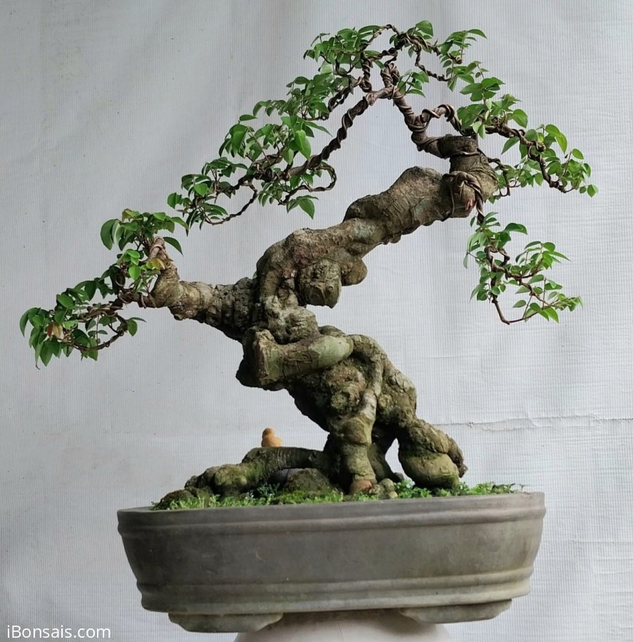 Khế gân